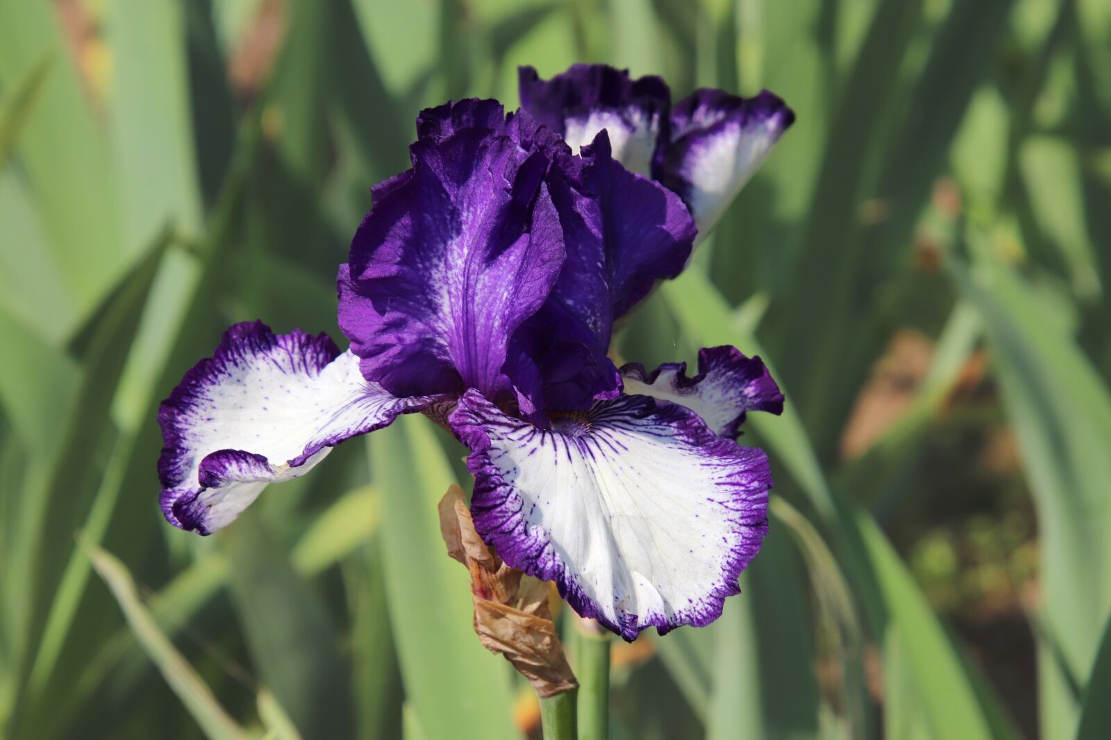 Canon EOS 800D (EOS Rebel T7i / EOS Kiss X9i) sample photo. Iris, flowers, plants photography