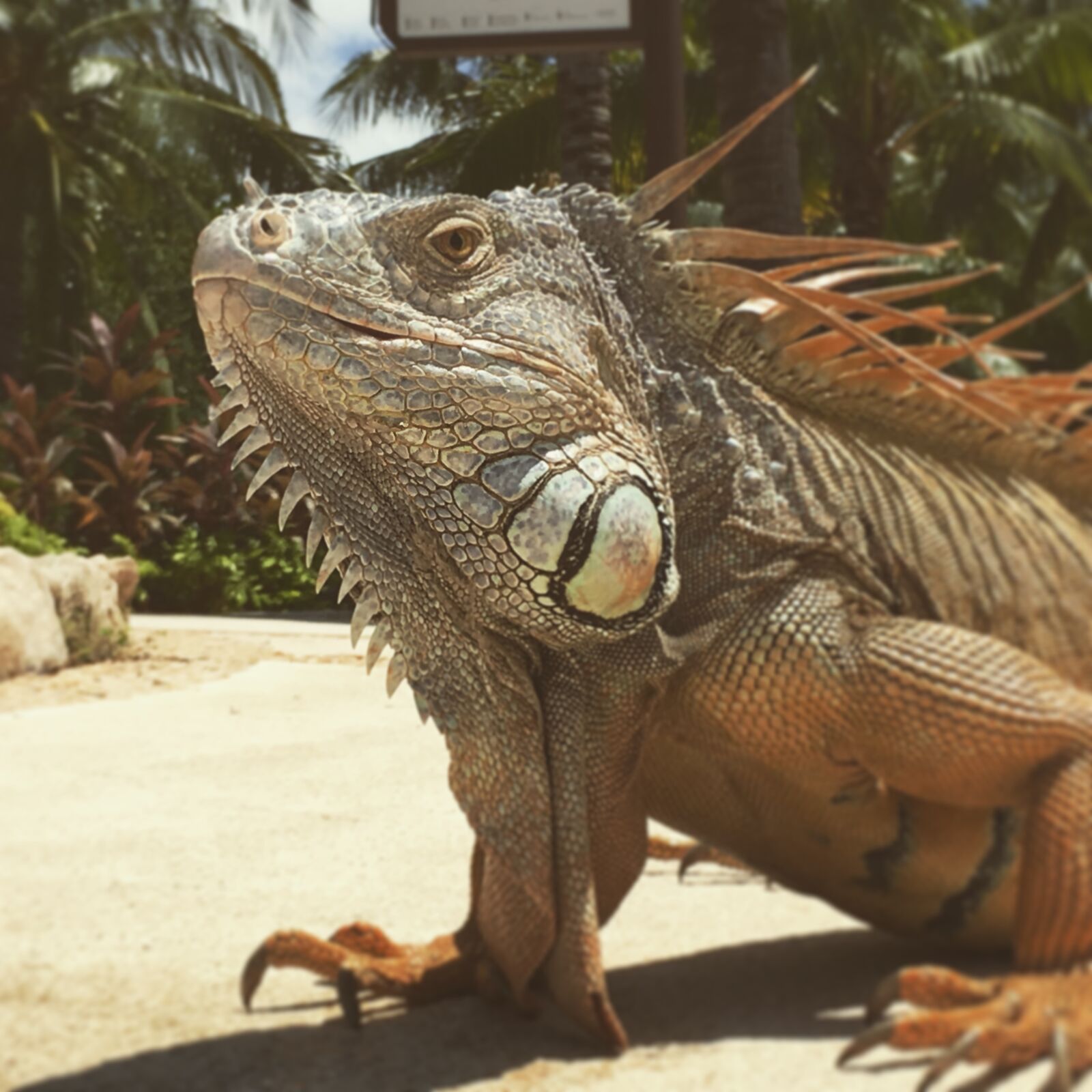 iPhone SE back camera 4.15mm f/2.2 sample photo. Iguana, animal, lizard photography