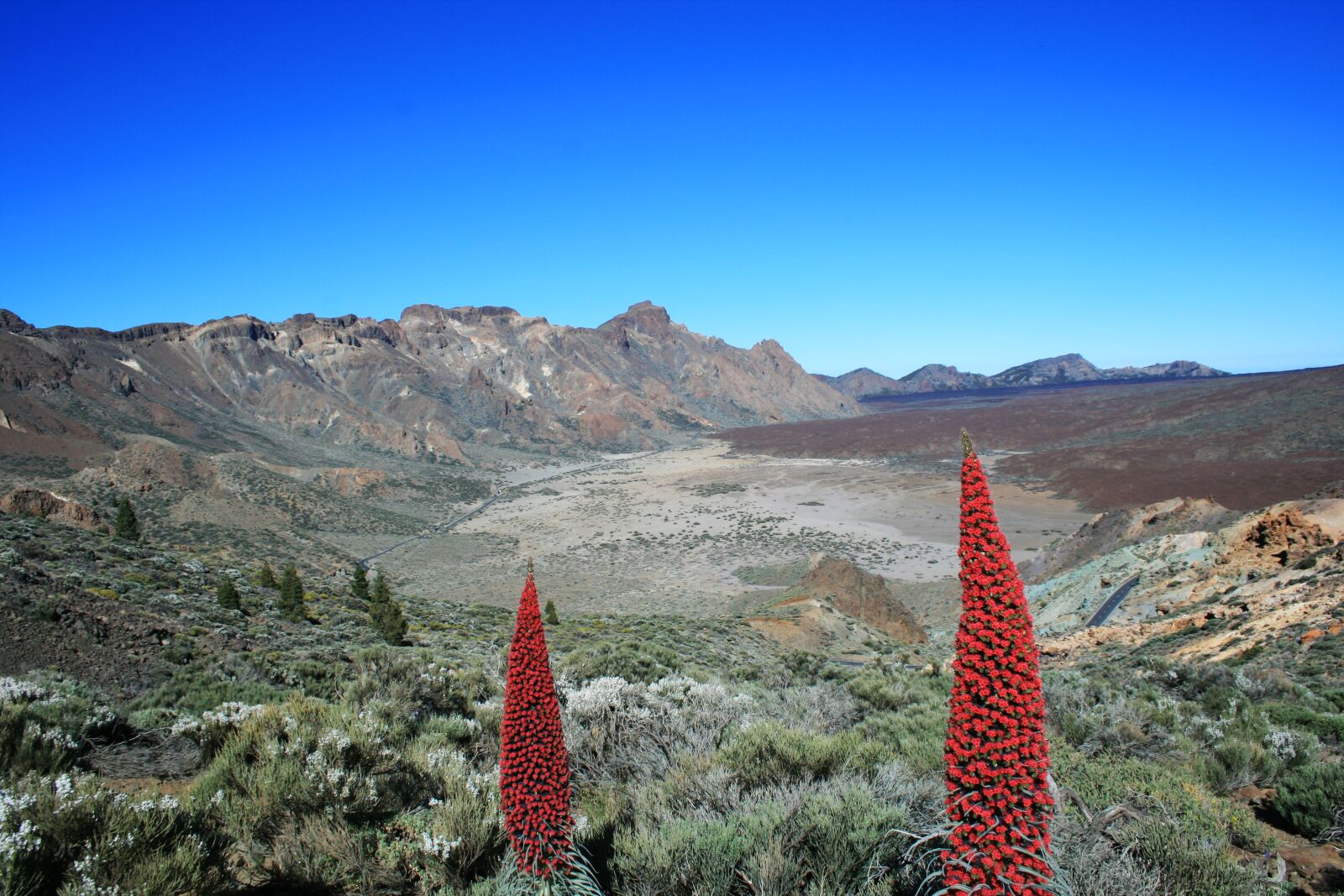 Canon EOS 400D (EOS Digital Rebel XTi / EOS Kiss Digital X) sample photo. Tajinaste rojo, teide, tenerife photography