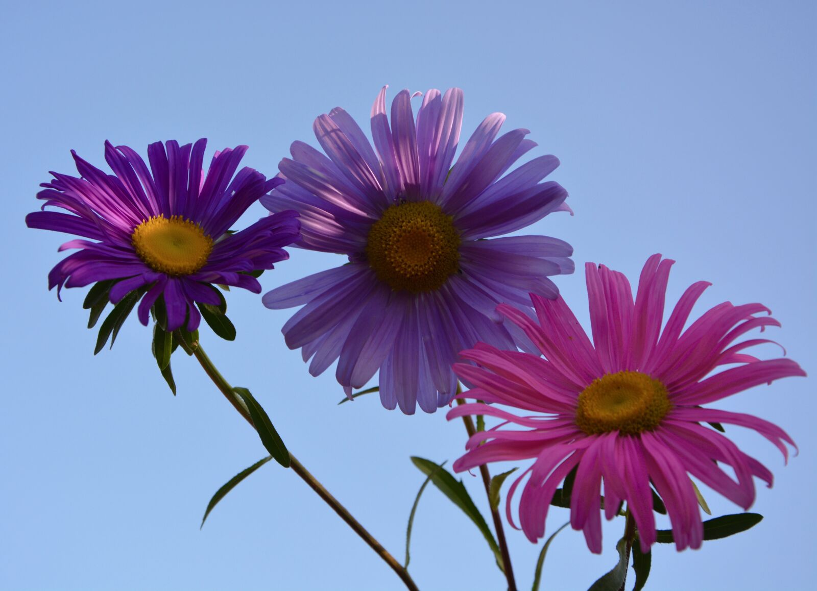 Nikon D5200 sample photo. Flowers, marguerite, petals photography