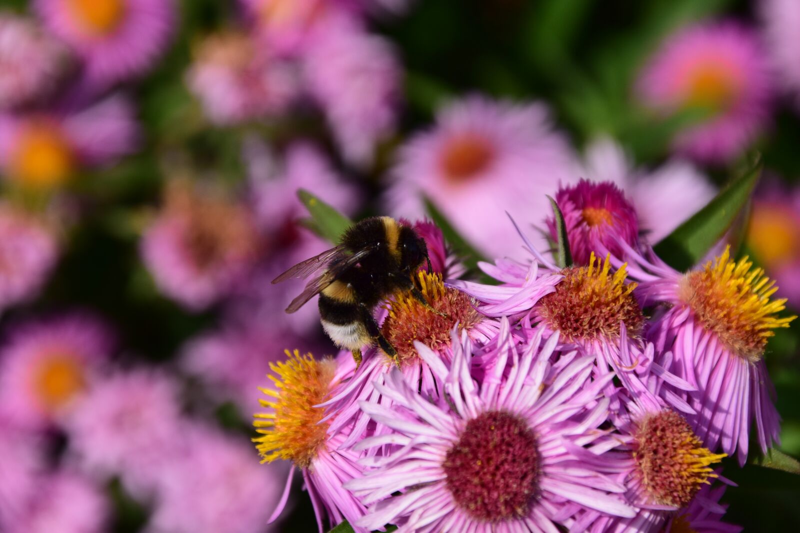 Nikon D3300 sample photo. Aster, hummel, blossom photography