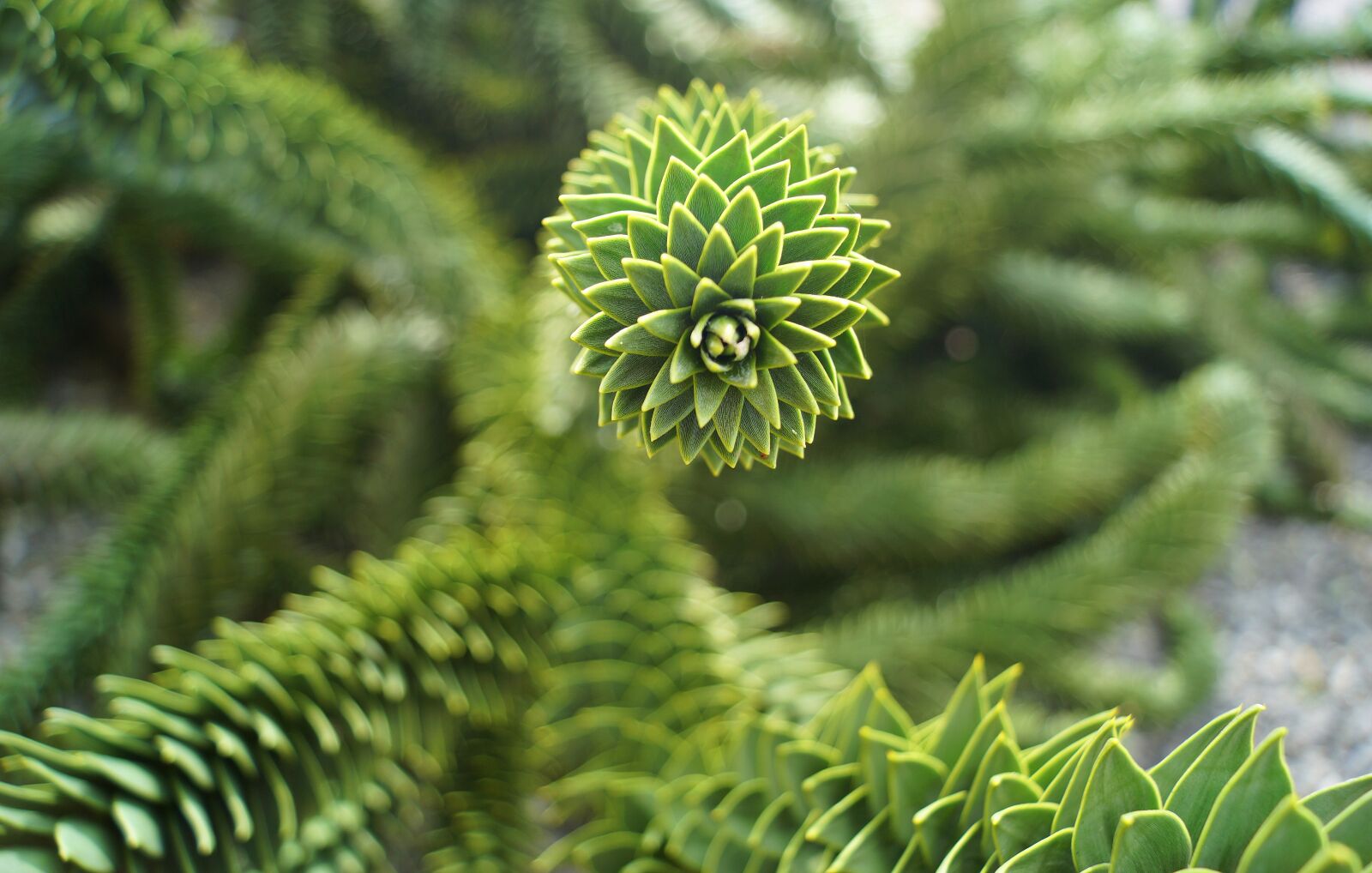 Sony DT 18-55mm F3.5-5.6 SAM II sample photo. Araucaria, araucaria family, plant photography