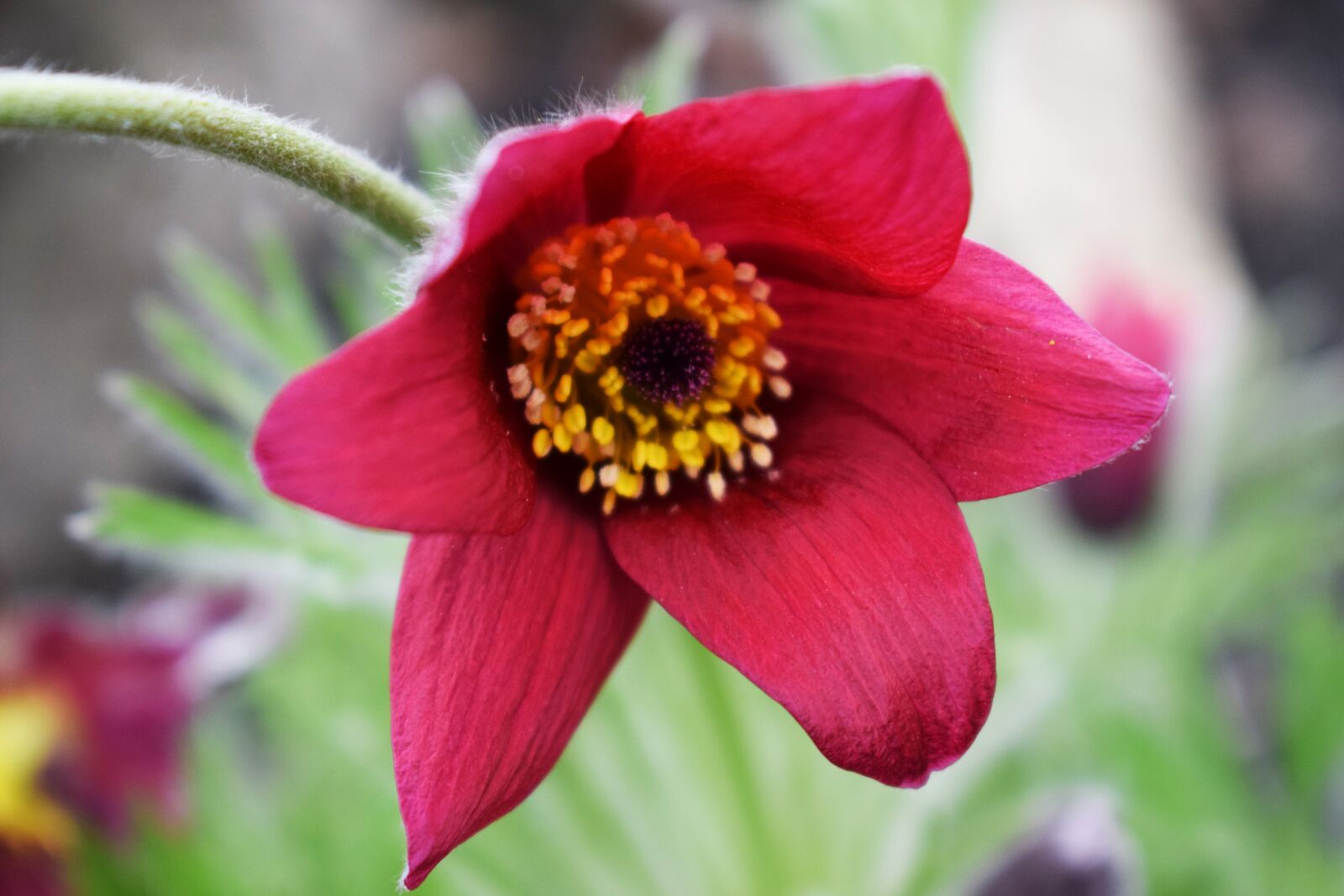 Nikon D3300 sample photo. Spring, flower, nature photography
