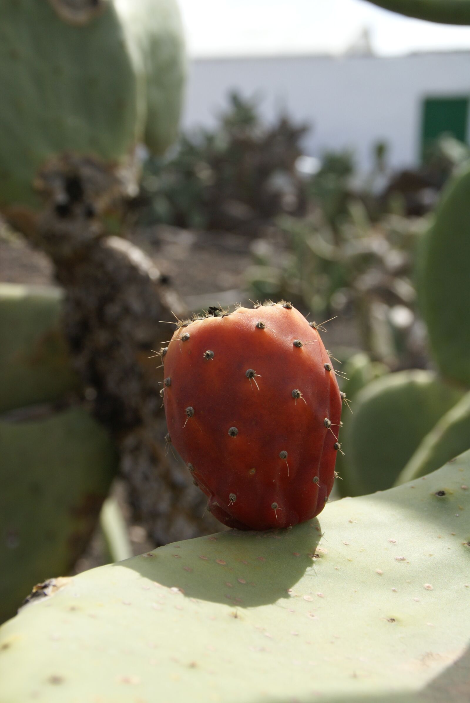 Sony Alpha DSLR-A100 sample photo. Cactus, red, needles photography
