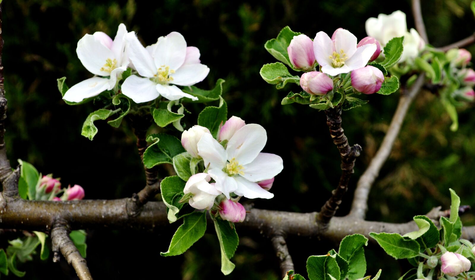 Nikon D5000 sample photo. Spring, garden, apple photography