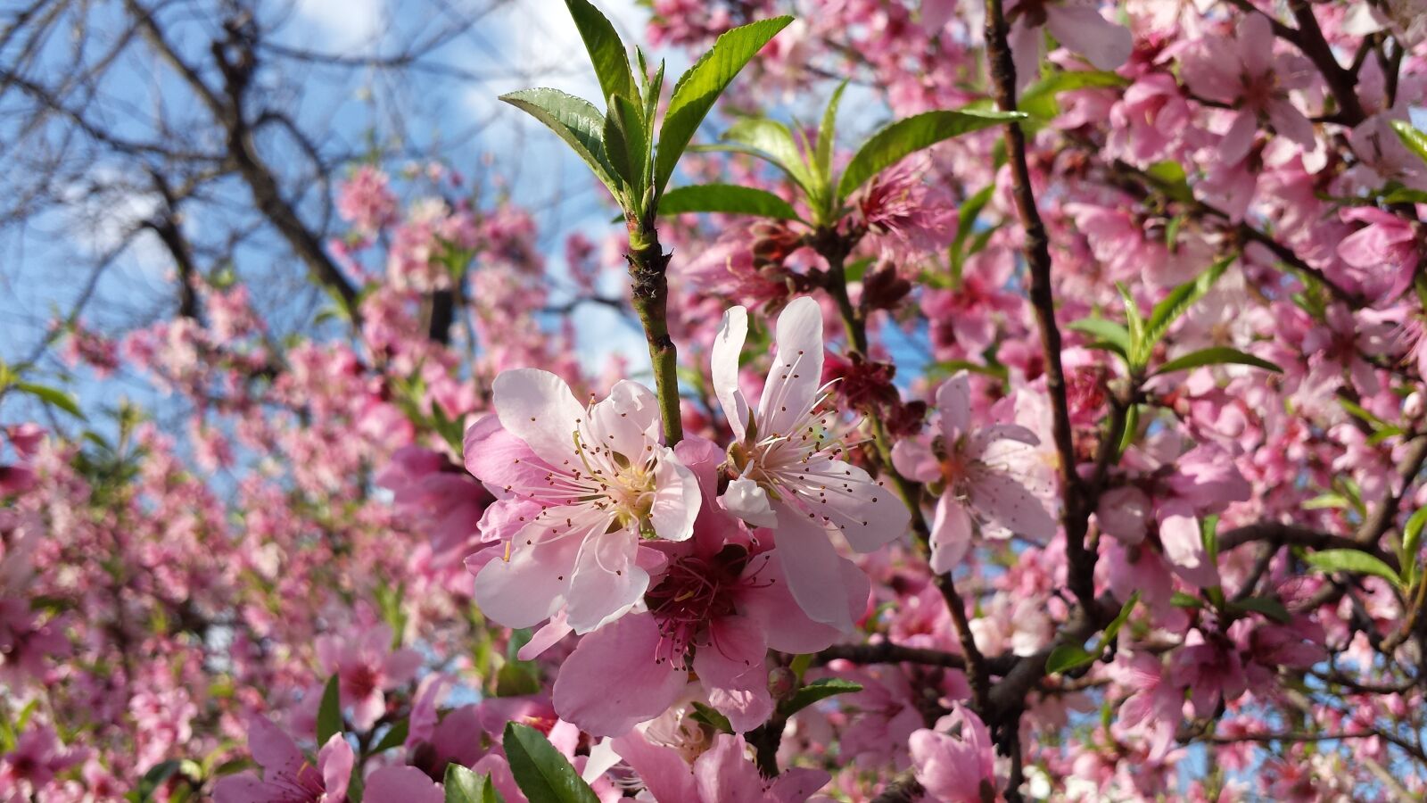 Samsung Galaxy S4 sample photo. Spring, nature, fruit tree photography