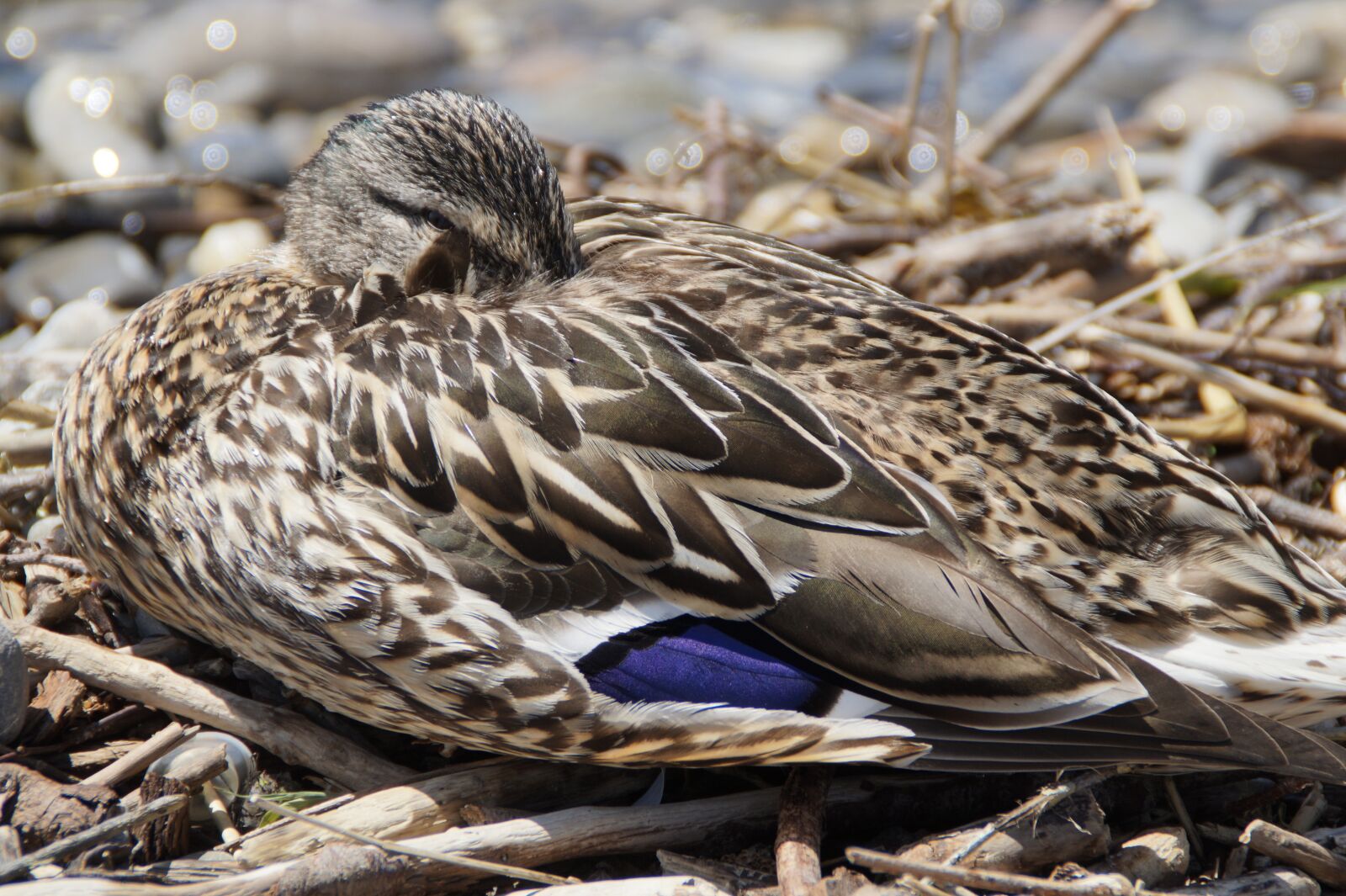 Sony SLT-A58 sample photo. Female, sleep, duck photography