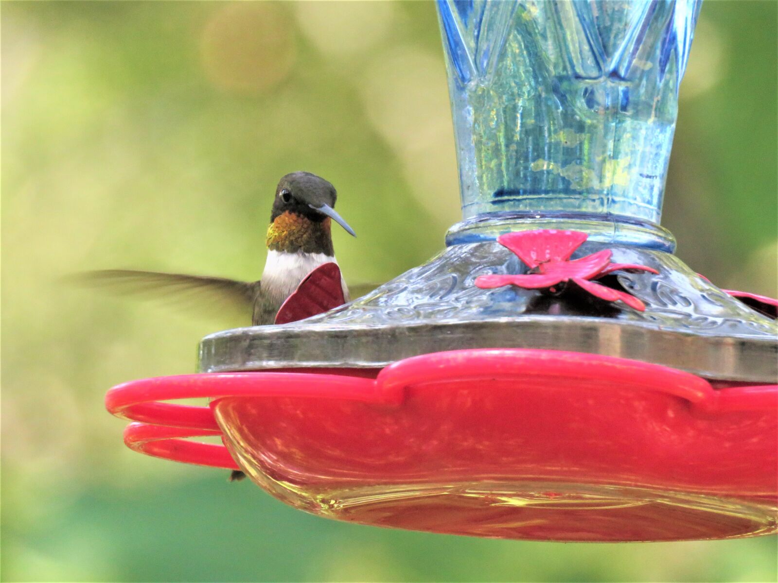 Canon PowerShot SX60 HS sample photo. Bird, hummingbird, wildlife photography