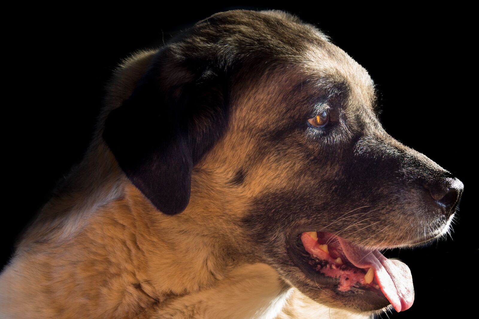 Canon EF 35-105mm f/3.5-4.5 sample photo. Kangal, dog, herd protection photography