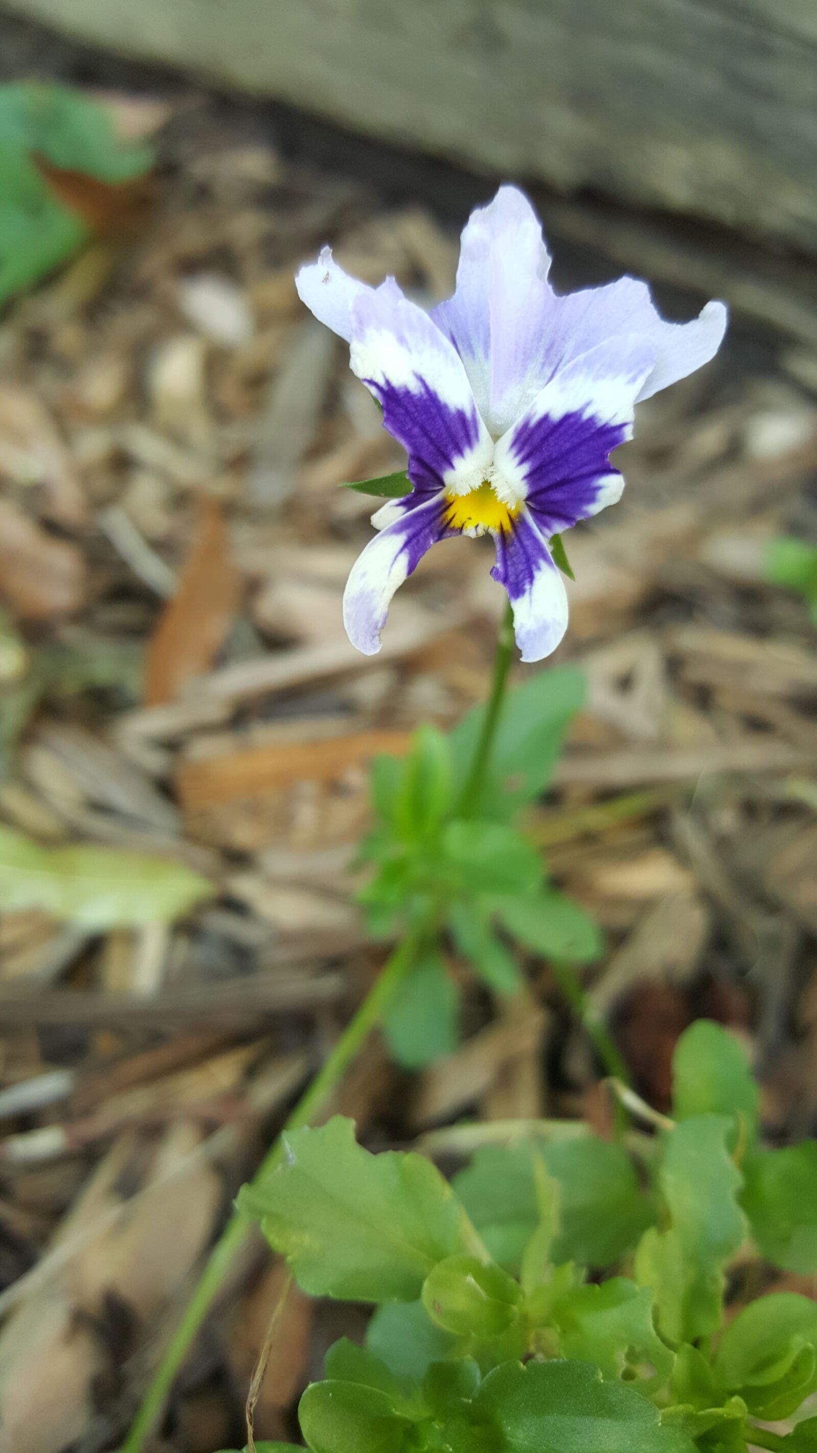 Samsung Galaxy Note5 sample photo. Pansy, flower, purple photography