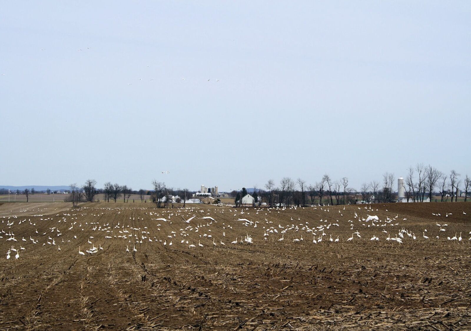 Canon EOS 1000D (EOS Digital Rebel XS / EOS Kiss F) sample photo. Animals, nature, farmers photography