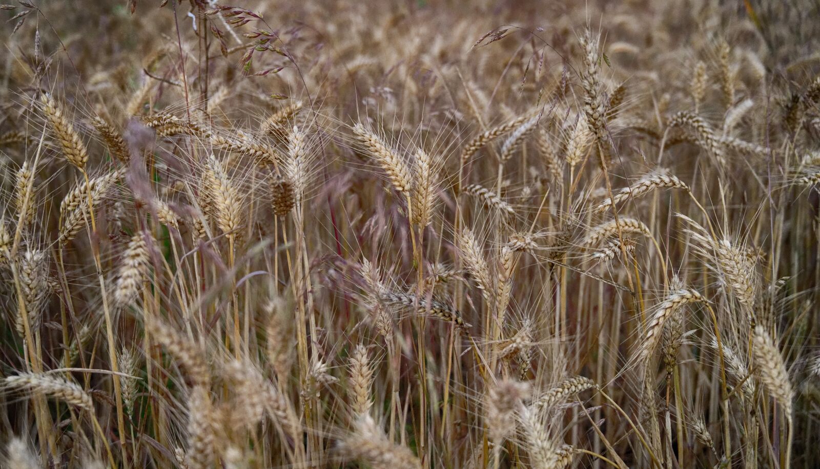 Nikon Z6 sample photo. Fields, wheat, field photography