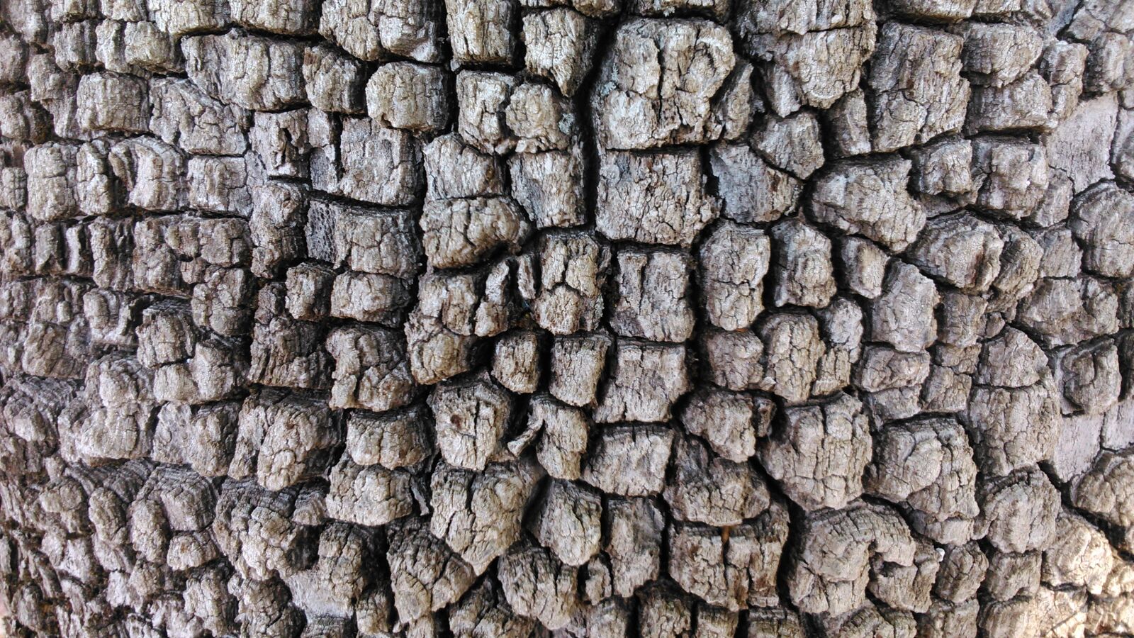 Sony Xperia L sample photo. Wood, texture photography