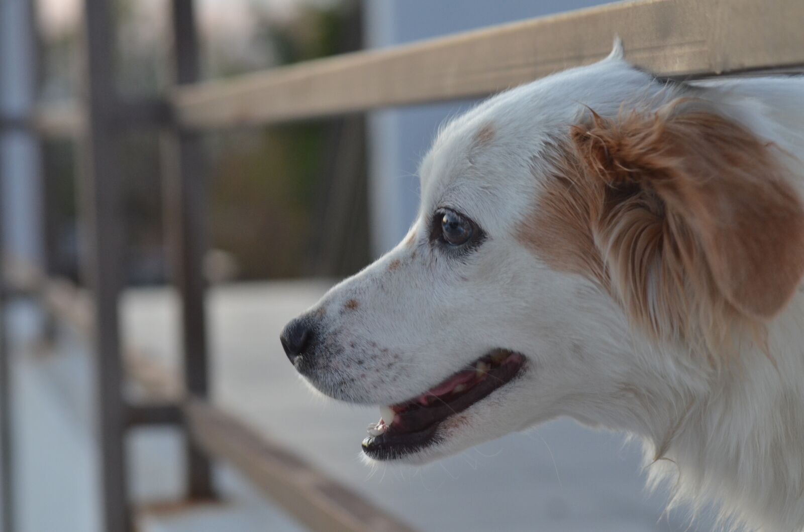 Nikon D7000 sample photo. Dog, lia, cute photography
