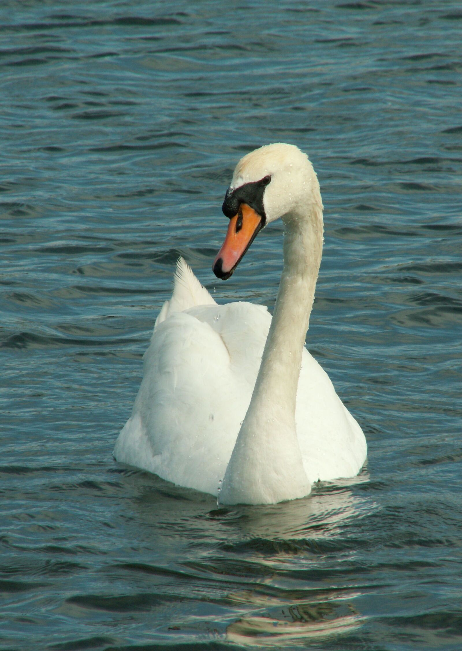 KONICA MINOLTA DiMAGE Z5 sample photo. Swan, nature, lake photography