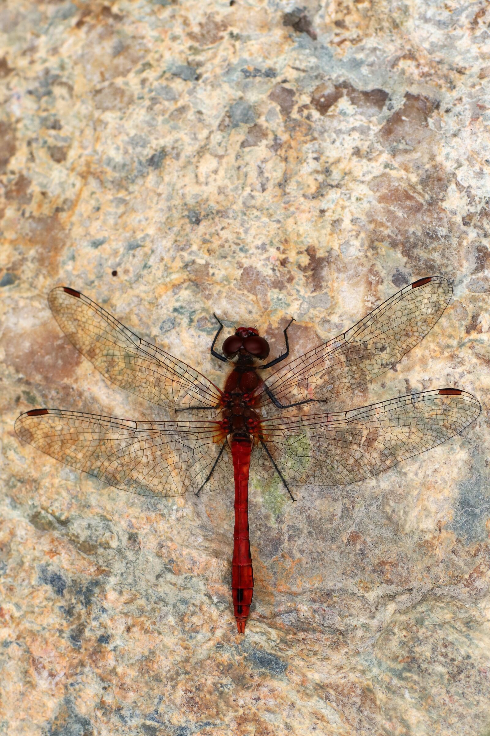 Tamron SP 90mm F2.8 Di VC USD 1:1 Macro sample photo. Dragonfly, darter sympetrum, stone photography