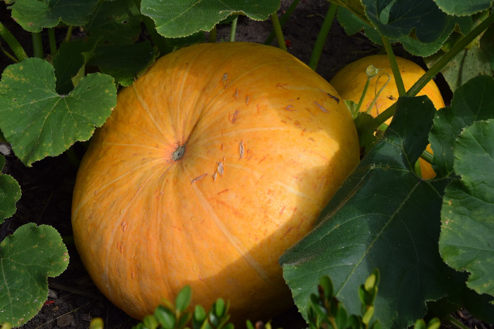 Nikon D3300 sample photo. Food, fruit, leaf photography