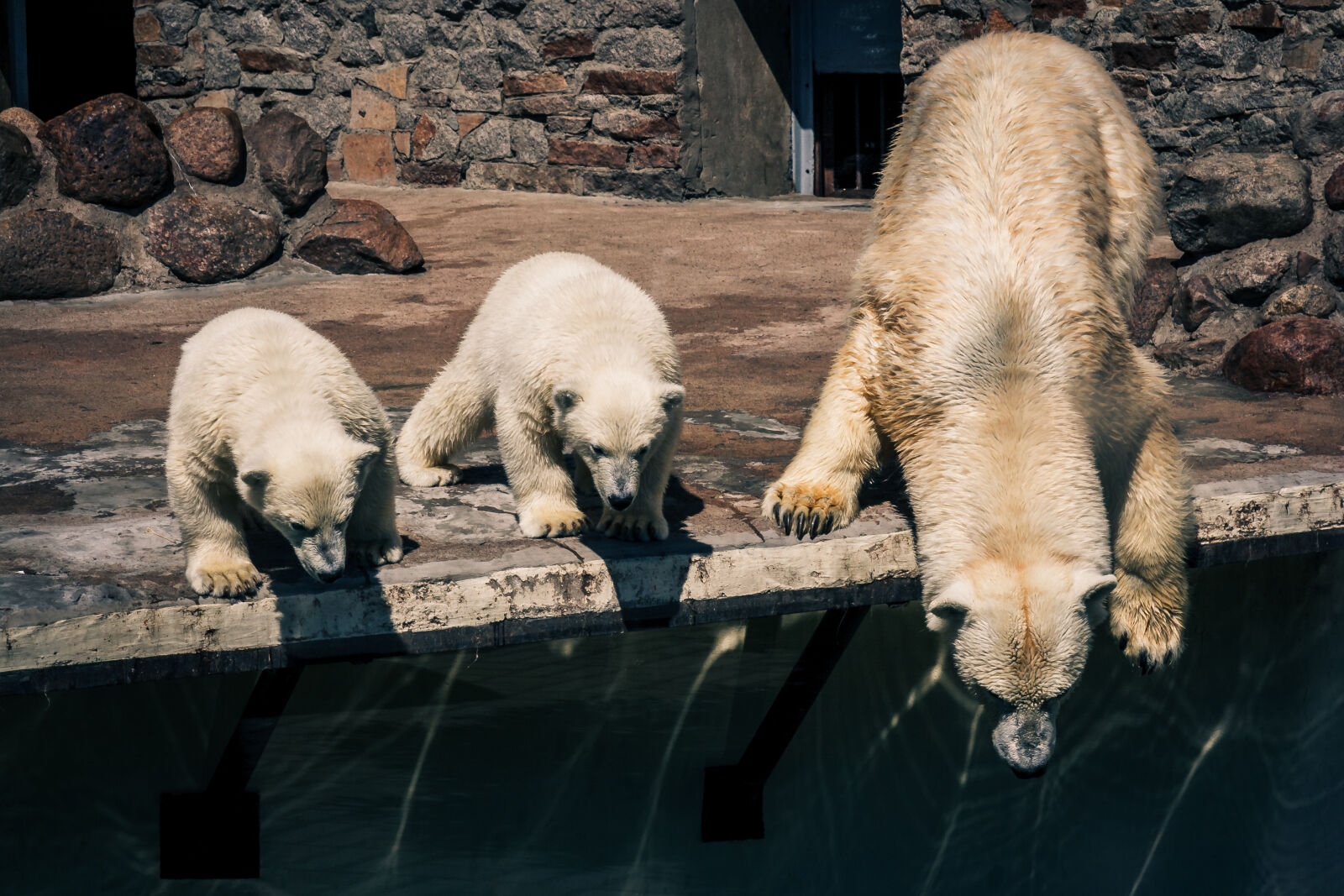 Canon EF-S 17-85mm F4-5.6 IS USM sample photo. Bear, cub, teddy, bear photography
