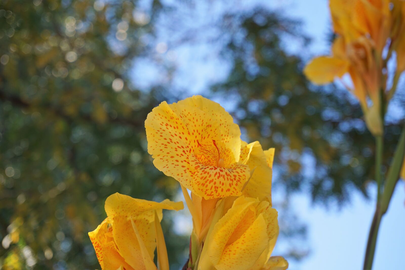Sony a6000 sample photo. Autumn, blur, flowers, yellow photography