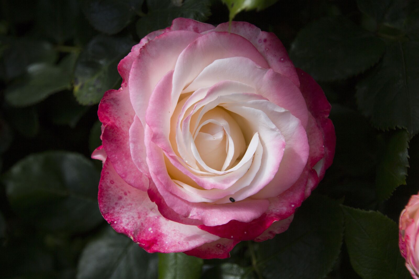 Canon EOS 60D sample photo. Rose, flower, blossom photography