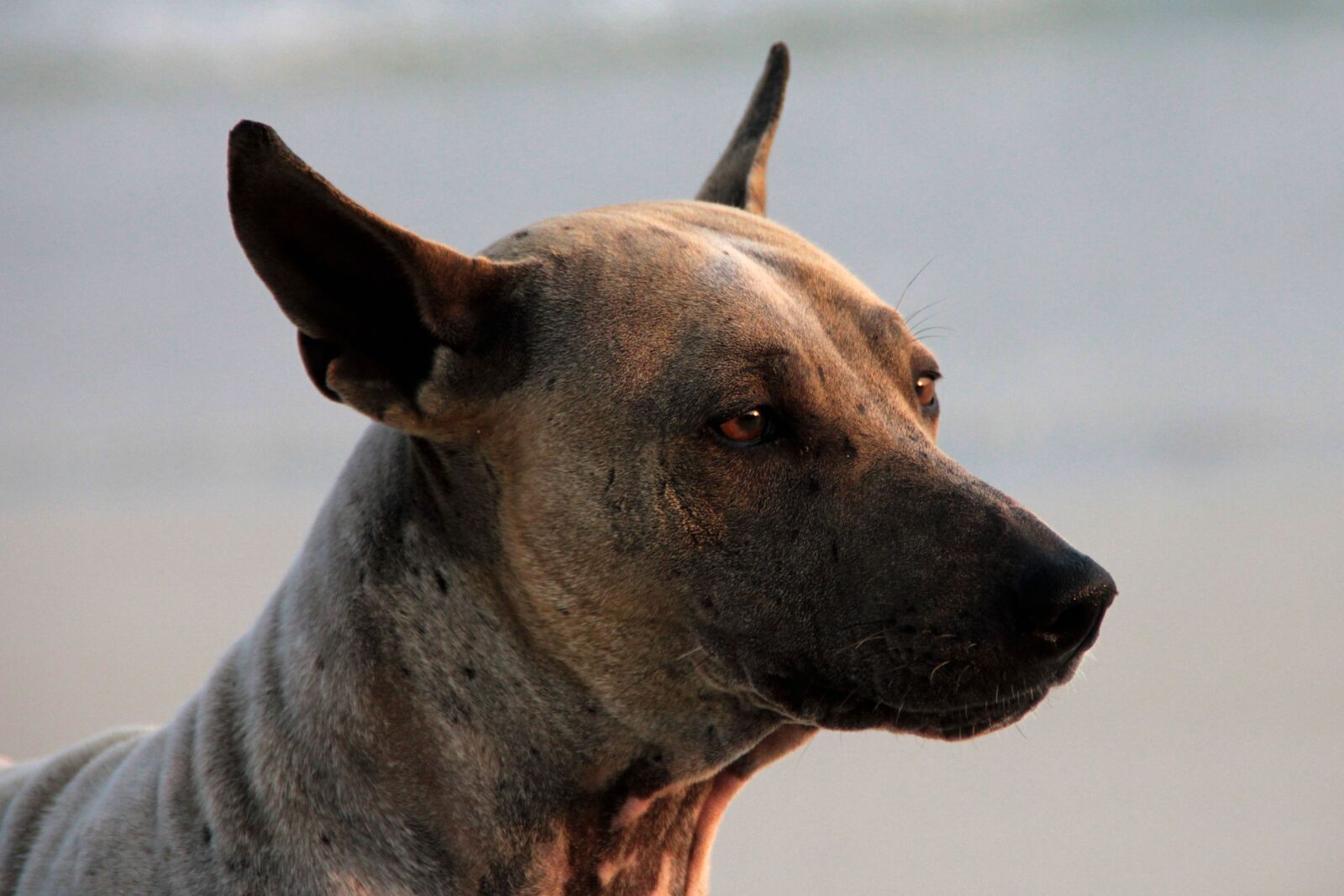 Canon EOS 550D (EOS Rebel T2i / EOS Kiss X4) sample photo. Dog, summer, sea photography