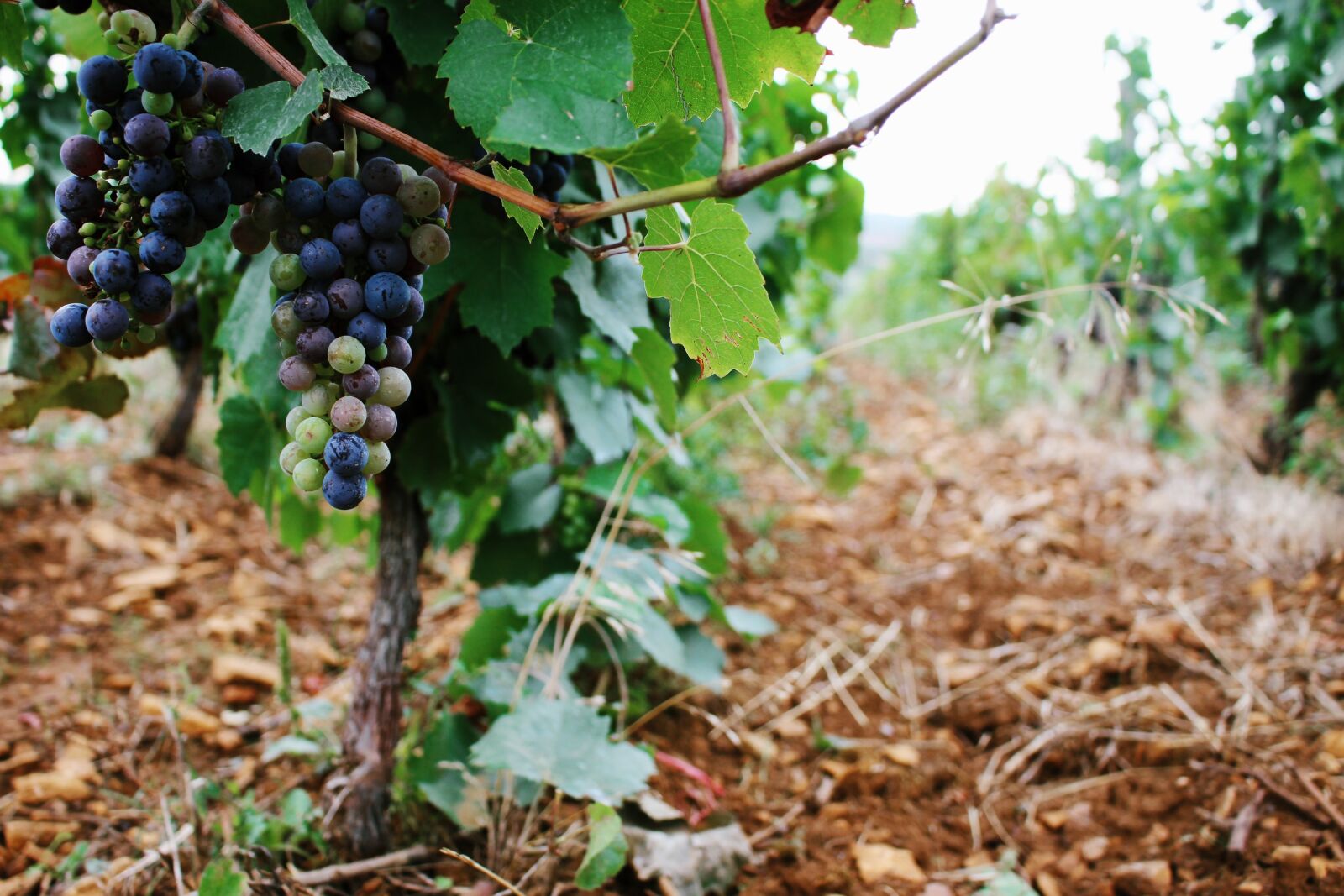 Canon EOS 700D (EOS Rebel T5i / EOS Kiss X7i) sample photo. Grapes, blue, green photography