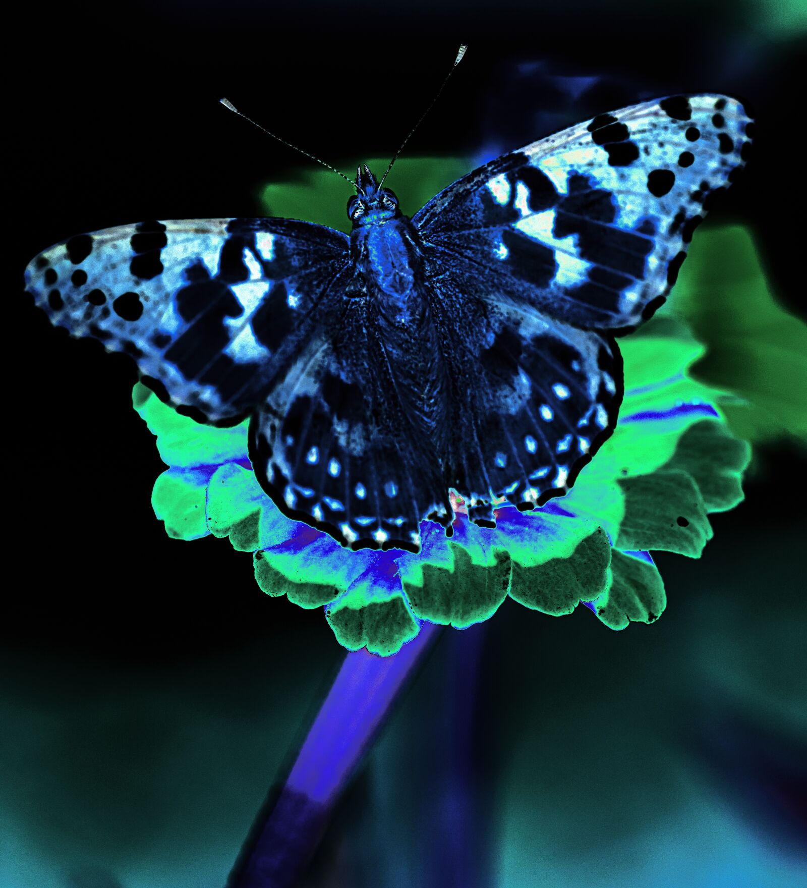 Canon EF 180mm F3.5L Macro USM sample photo. Butterfly, garden, summer photography