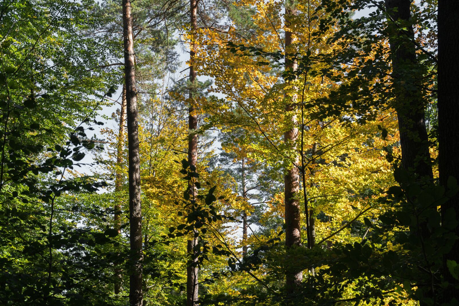 Sony a6300 + Sony E PZ 18-105mm F4 G OSS sample photo. Forest, tree, autumn photography