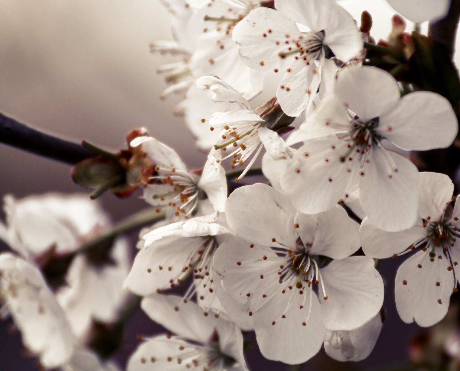 Canon EOS 70D sample photo. Cherry blossom, blossom, bloom photography