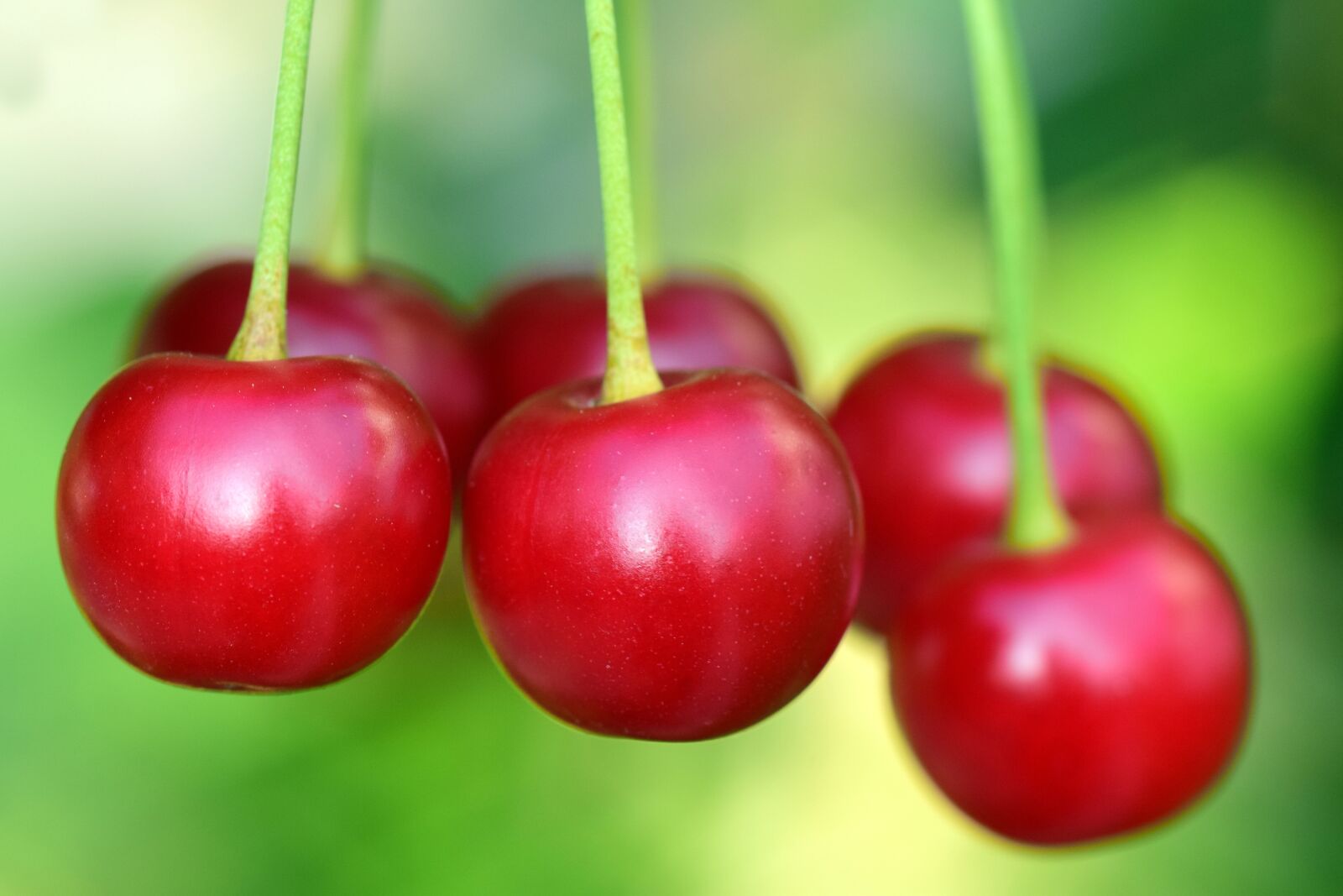 Nikon D3300 sample photo. Cherries, fruit, fruits photography