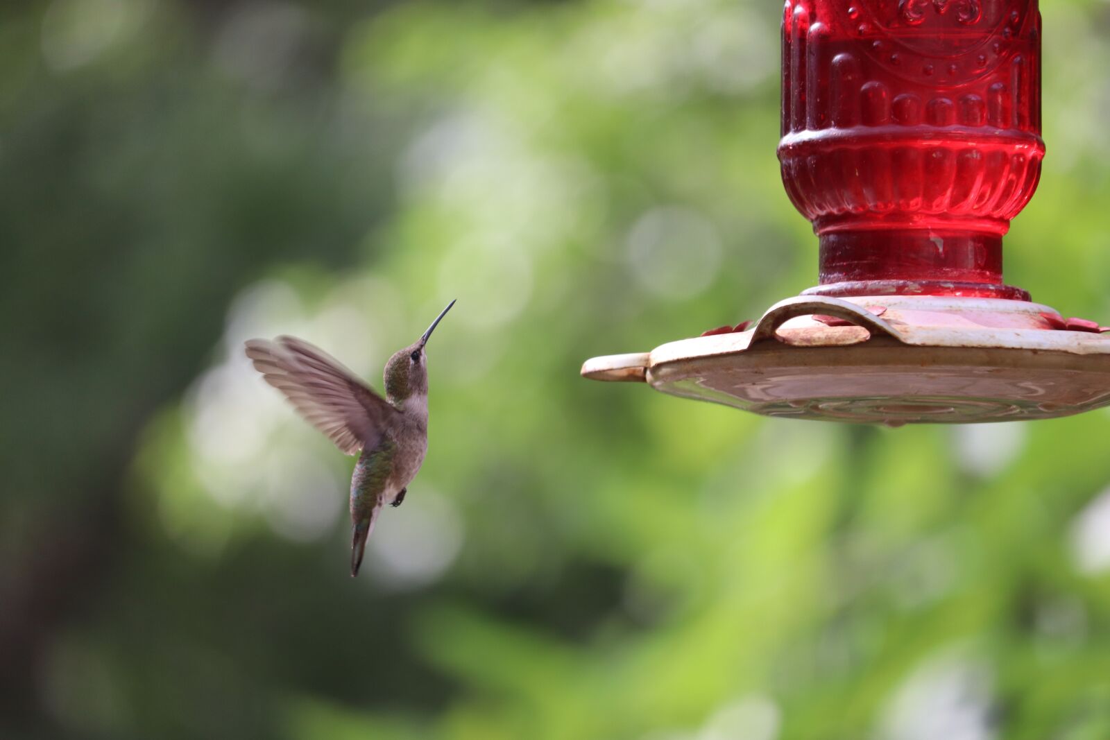 Canon EOS 800D (EOS Rebel T7i / EOS Kiss X9i) sample photo. Hummingbird, wildlife, closeup photography