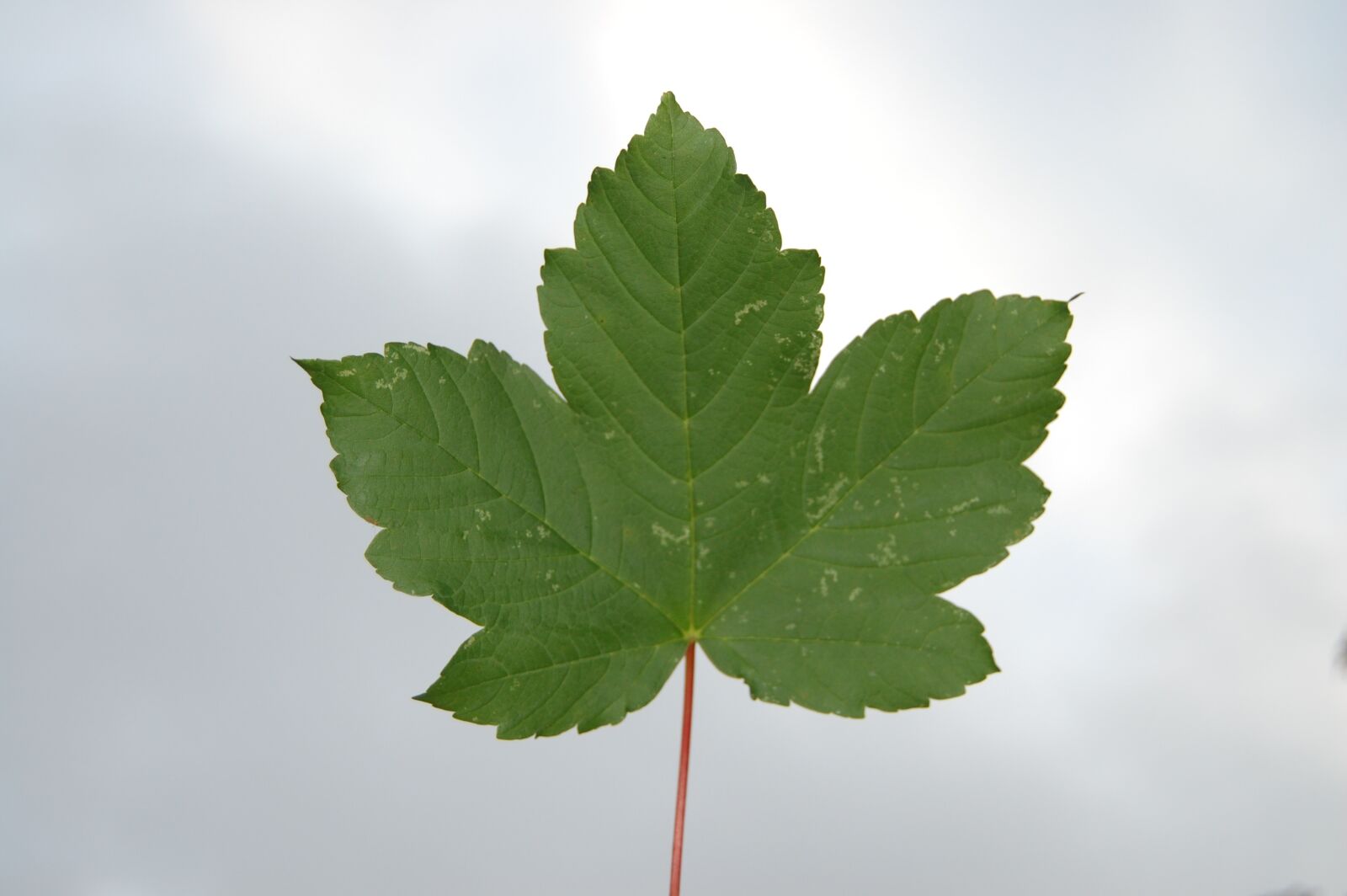 Nikon D40 sample photo. Leaf, sky, green photography