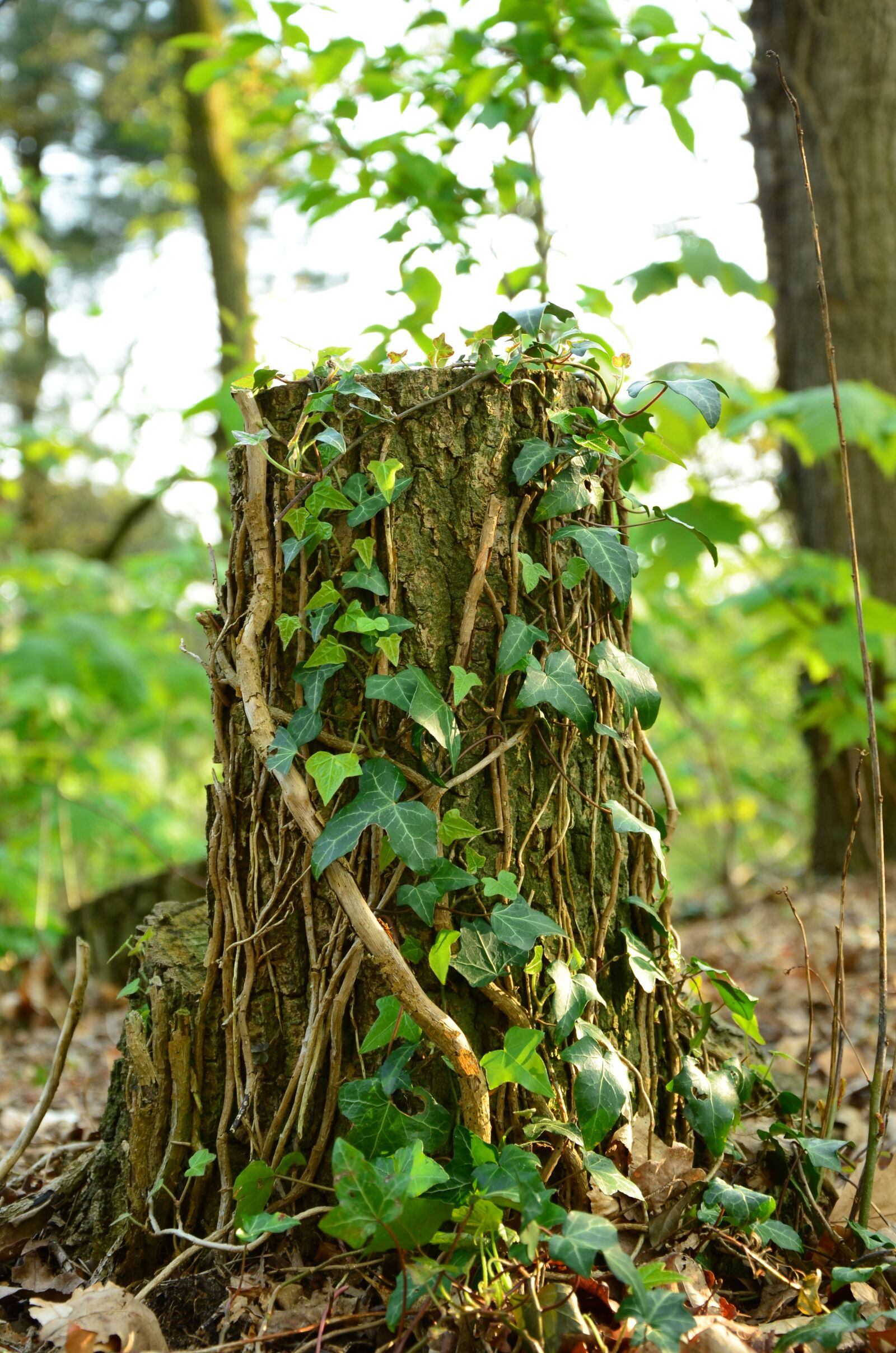 Nikon D5100 sample photo. Tree-trunk, vines, leaf photography