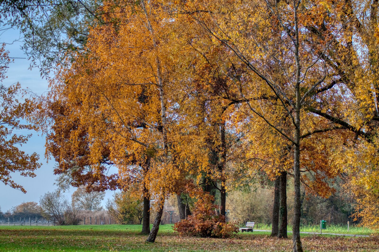 Nikon D5000 sample photo. Autumn, trees, park bench photography