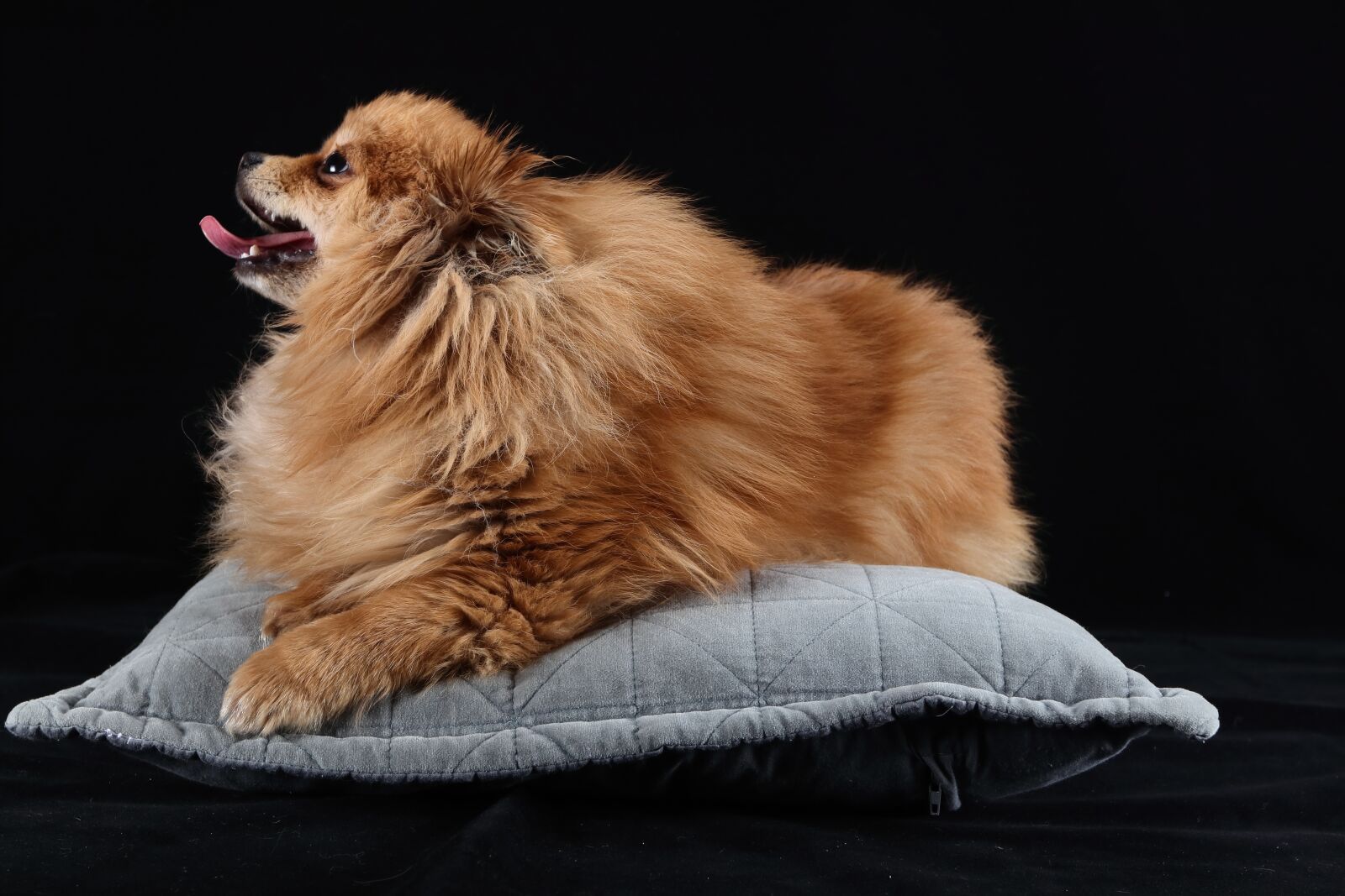 Canon EF 16-35mm F2.8L II USM sample photo. Pomeranian, dog, brown photography