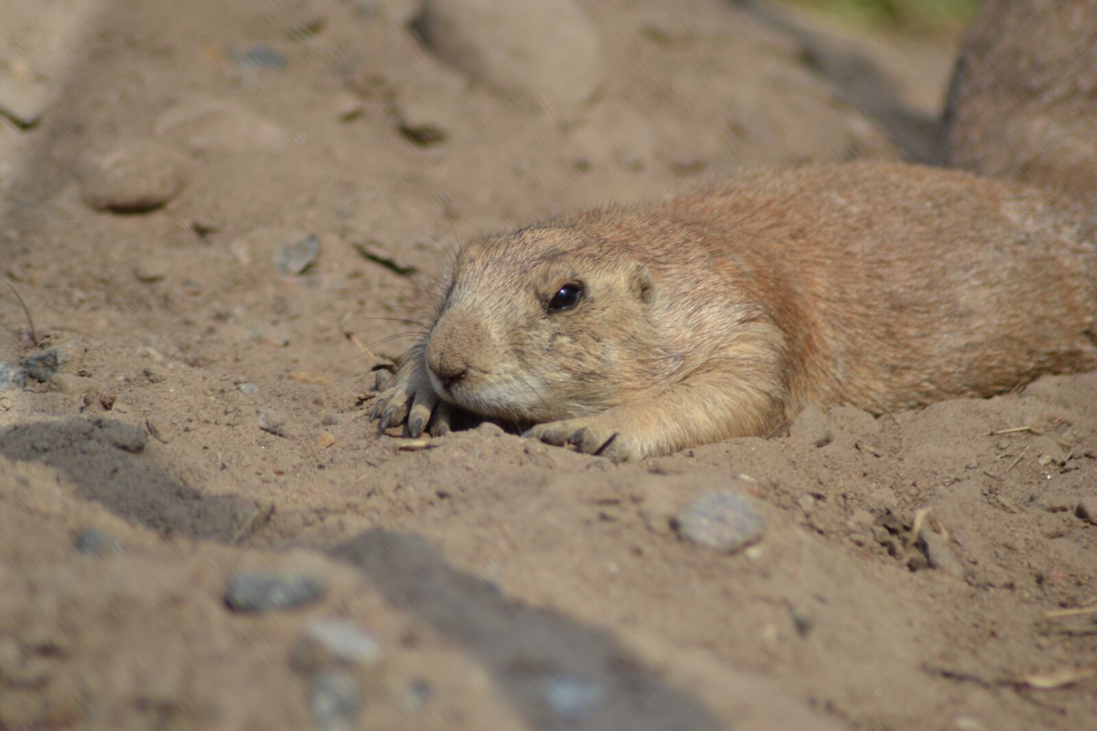 Nikon D3100 sample photo. Nature, sand, small photography