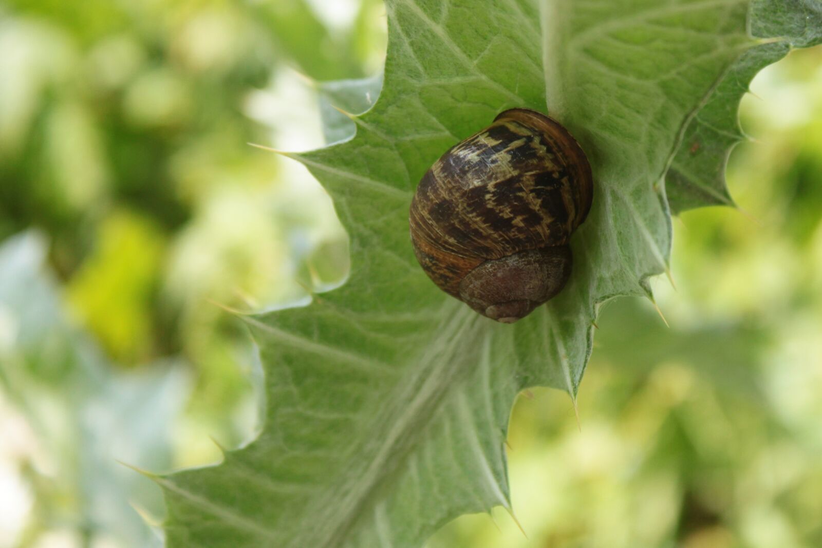 Canon EOS 500D (EOS Rebel T1i / EOS Kiss X3) sample photo. Slug, garden snail, climbing photography