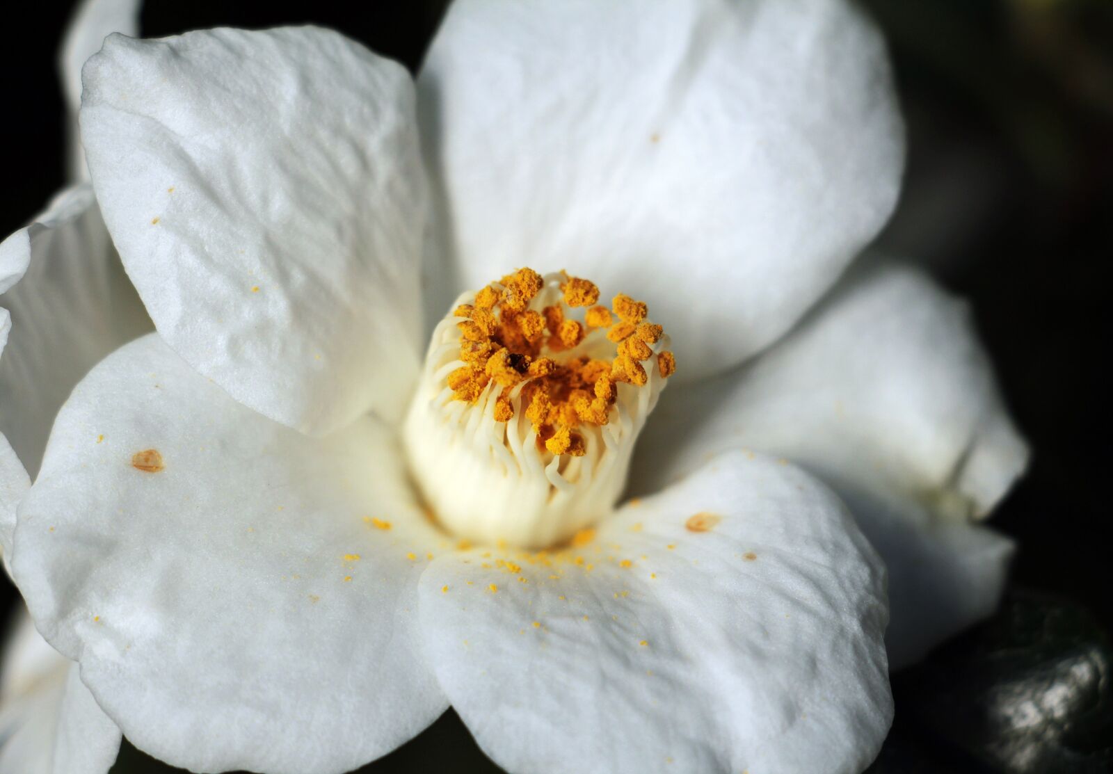 Canon EOS 550D (EOS Rebel T2i / EOS Kiss X4) sample photo. Camellia, camellia flower, white photography
