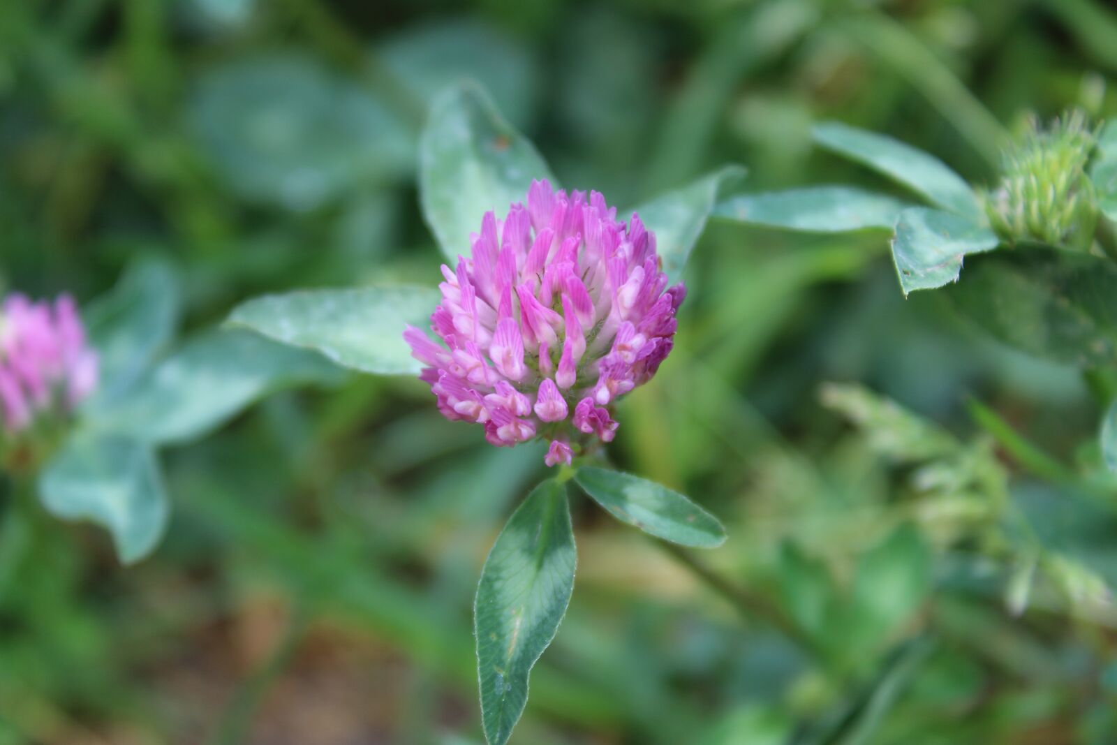 Canon EOS 2000D (EOS Rebel T7 / EOS Kiss X90 / EOS 1500D) sample photo. Flower, green, luck photography