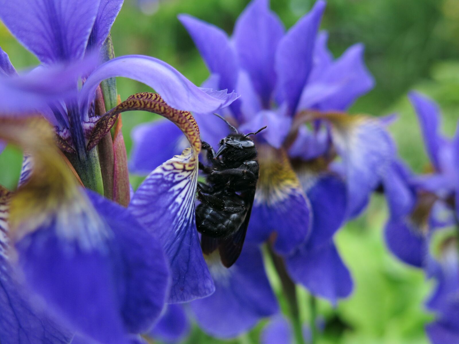 Canon PowerShot G15 sample photo. Carpenter bee, food, swamp photography