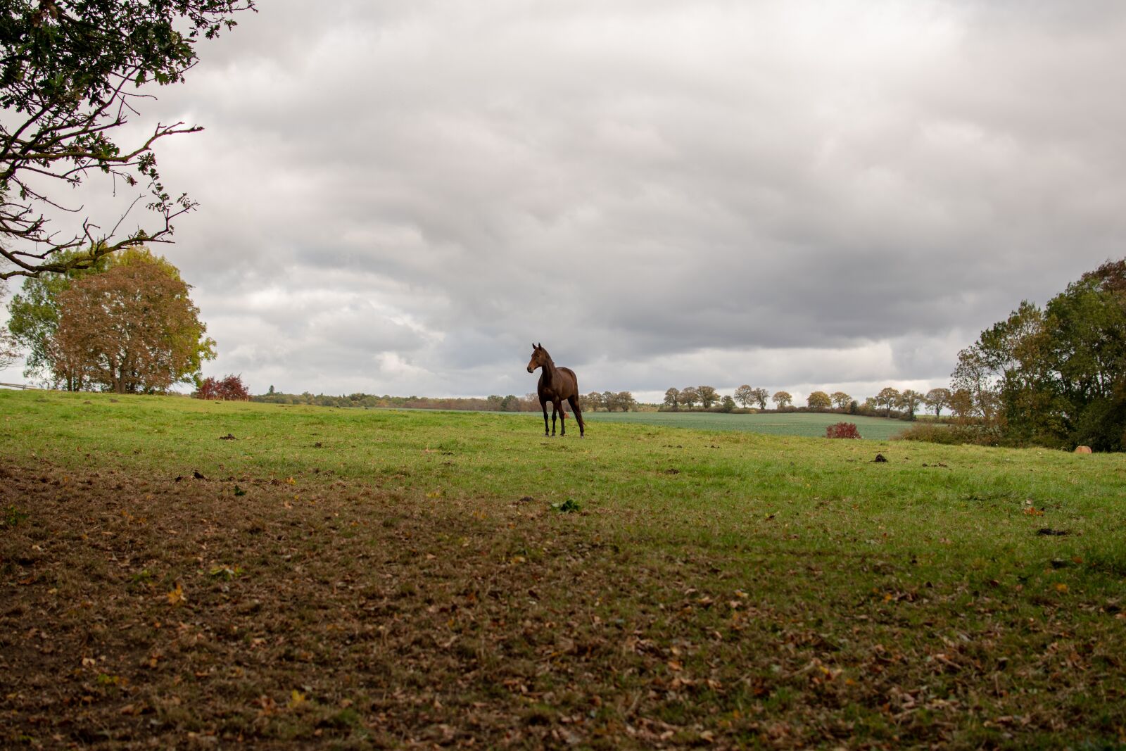 Nikon D3300 sample photo. Horse, reiter, portrait photography
