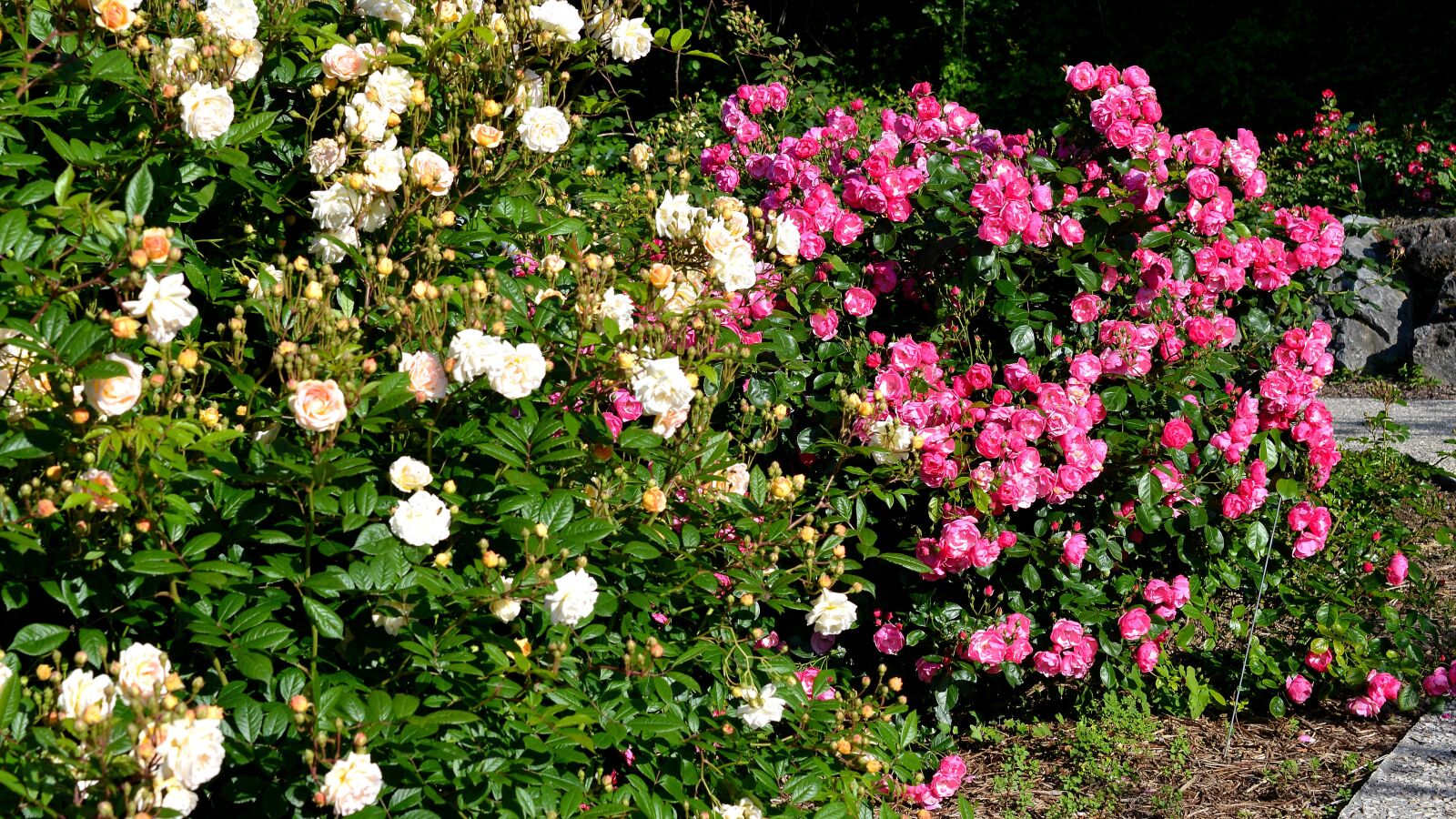 Nikon D3200 sample photo. Roses, garden, pink photography