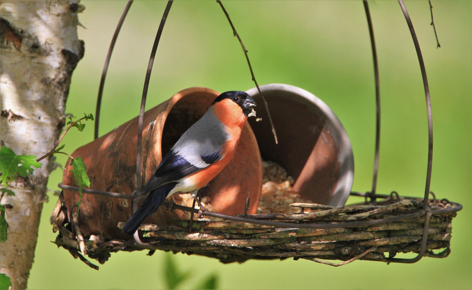 Canon EOS 7D sample photo. Bullfinch, gimpel, males photography