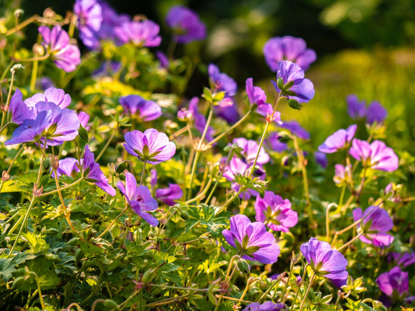 LUMIX G VARIO 100-300/F4.0-5.6II sample photo. Flowers, garden, bloom photography