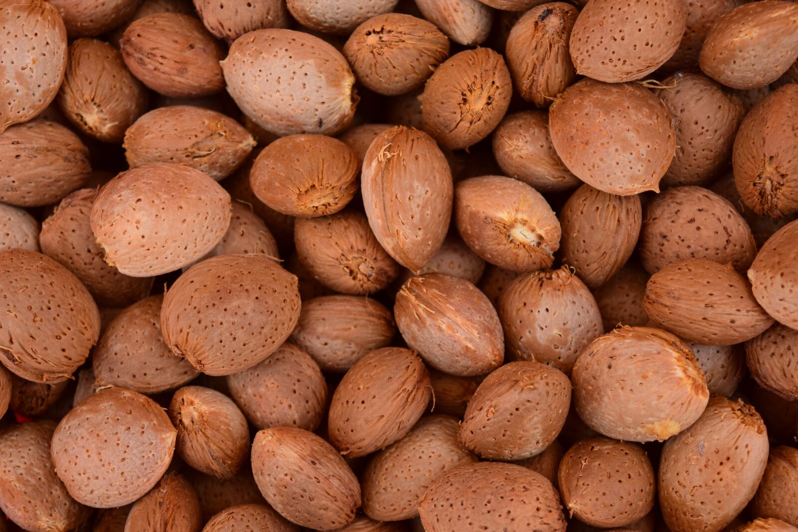 Nikon D3300 sample photo. Almonds, background, fresh photography
