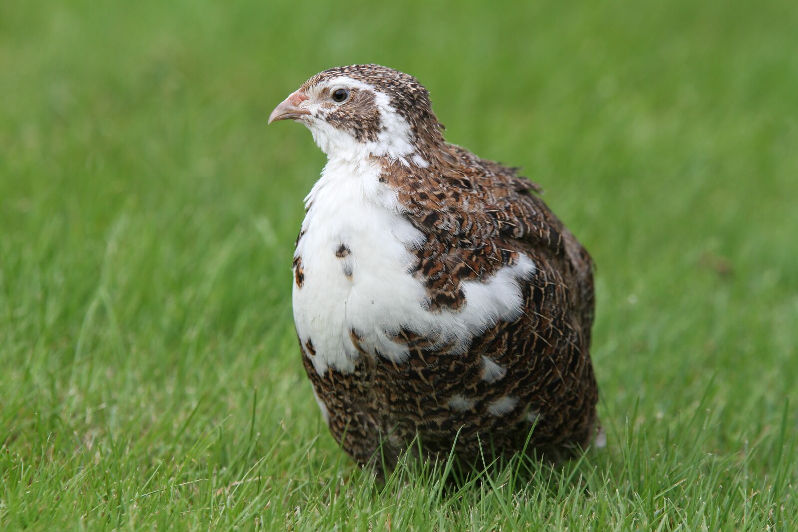 Canon EOS 7D sample photo. Quail, species, patched photography