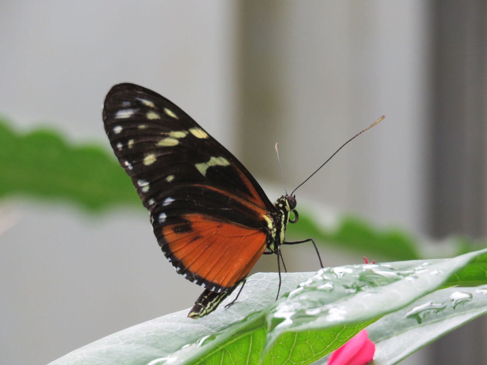 Canon PowerShot SX60 HS sample photo. Butterfly, close up, insect photography