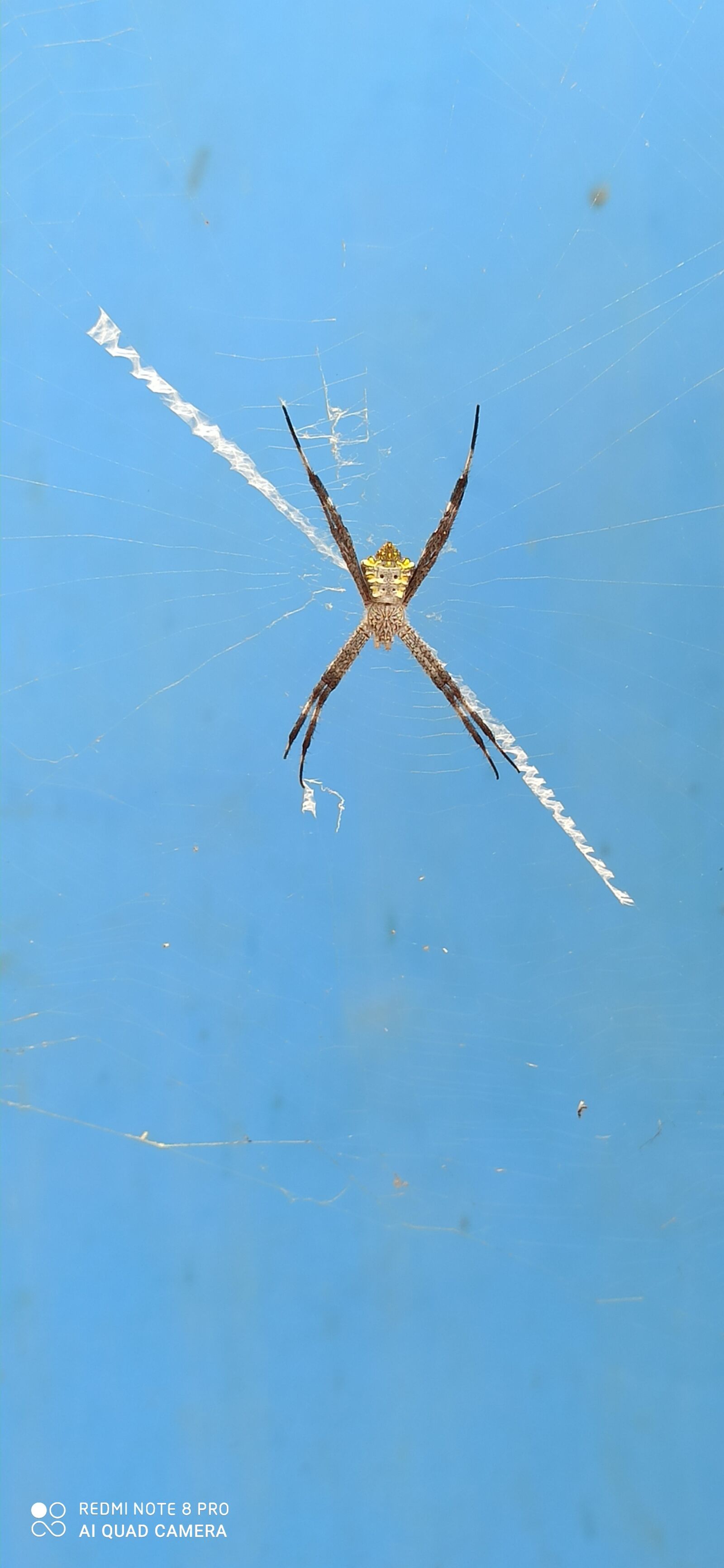 Xiaomi Redmi Note 8 Pro sample photo. Spider, summer, web photography