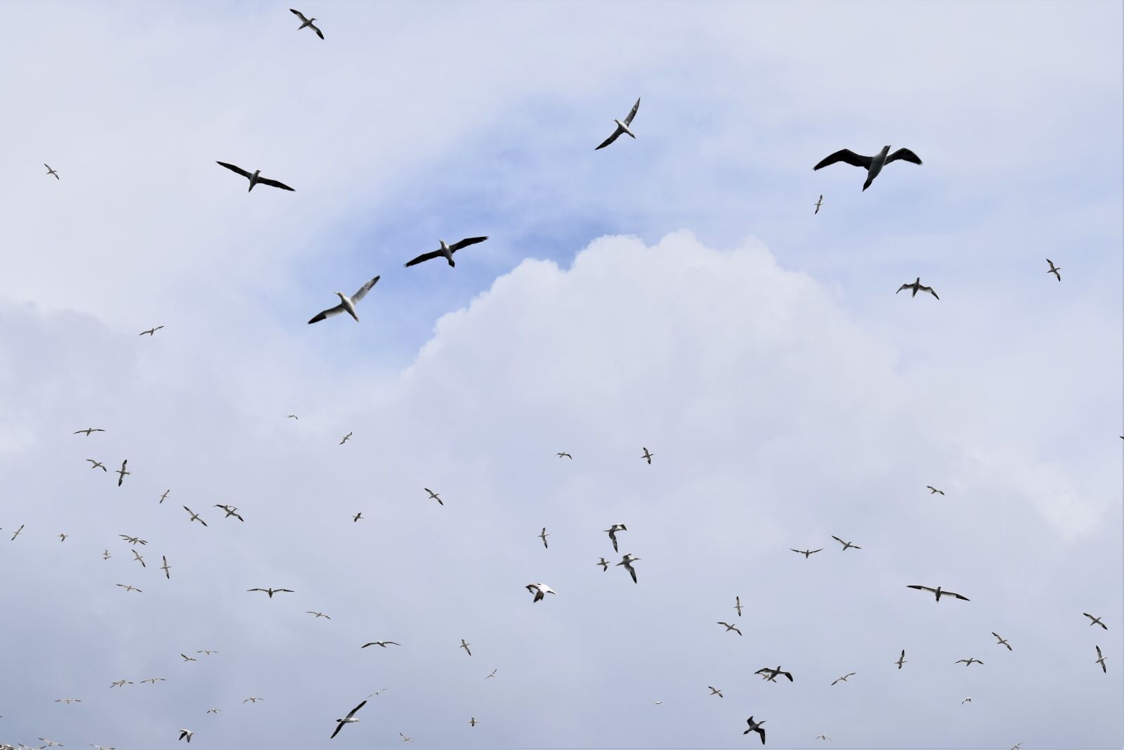Nikon D3300 sample photo. Soaring, flying, birds photography