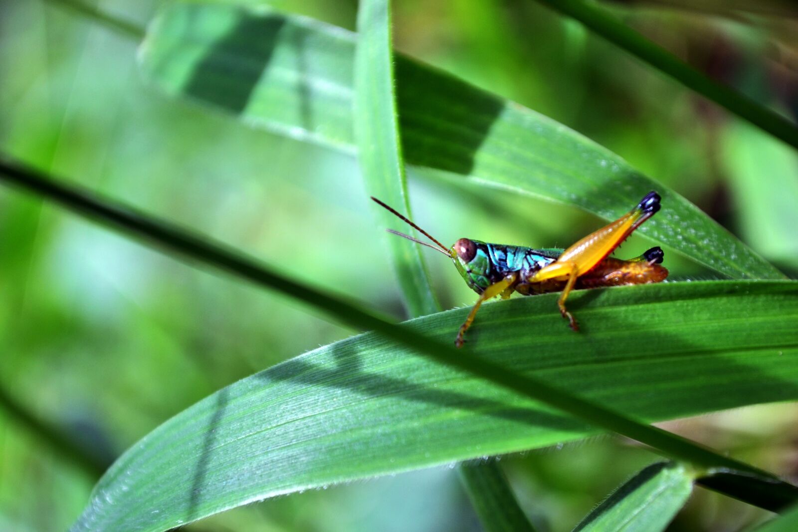 Nikon D3100 sample photo. Grasshopper, animal, nat photography